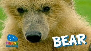 The Bear, a very Cute Mammal | Video for Children