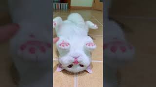 So cute cat