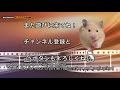 ハムスターあくびと背伸びシーン【キンクマkumaのvlog.10】ハムスター寝起きの行動