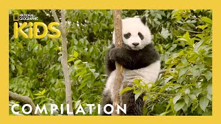 Learn About the 7 Continents! | Destination World | 20 Minutes | @natgeokids Compilation