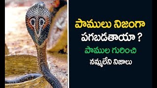 పాములు నిజంగా పగబడతాయా ? | నాగస్వరానికి పాములు ఎలా డ్యాన్స్ చేస్తాయి ? | about snake in telugu