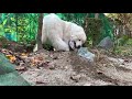 お散歩に穴掘り...町の家でも忙しいルンルンです　great pyrenees　グレートピレニーズ