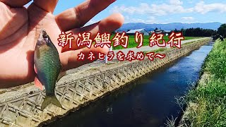 カネヒラに出逢いたい！新潟県タナゴ釣り。