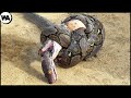 Esta es la Razón por la que la Cobra Real Odia a Otras Serpientes