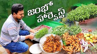 పసుపుతో మొదలైన హార్వెస్ట్ #gardening #harvest #orggardener #organic