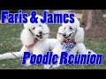 Poodle Reunion