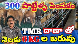 TMR దాణా తో నెలకు 6KG ల బరువు / 300 పొట్టేళ్ళ పెంపకం  / మేకల పెంపకం Sheep farming #farming