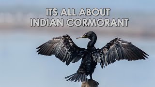 Indian Cormorant amazing Fly (Swim to Fly) | Birds Life | All About Birds