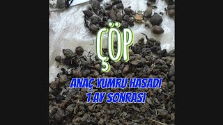 Hemen diksen de ÇIKMAZ! Anaç yumru hasadı görüntüleri - Salep - Salep yetiştiriciliği