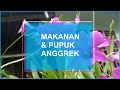 Pupuk Alami Tanaman Anggrek | Orchid Flower Natural Fertilizer