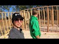 We FINISHED ALL The Interior Walls!  Couple Builds Dream Cabin Homestead Debt Free in the Woods