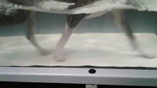 Chewbacca K Underwater Treadmill