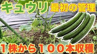 【家庭菜園】１００本収穫するための最初の管理方法！初心者でもキュウリが上手に育てられます！