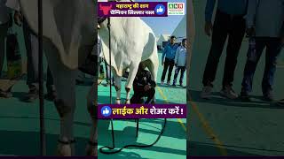 चैम्पियन खिल्लार नस्ल महाराष्ट्र की शान | Khillar Breed Ox #खिल्लारी_बैल #khillarmahrastrachishan