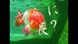 金魚　らんちゅう飼育19