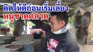 หยุดก่อนคิดให้ดีถ้าจะเลี้ยงหนู หนูขาดตลาด ตลาดพ่อแม่พันธุ์หนู ตลาดหนูเนื้อ