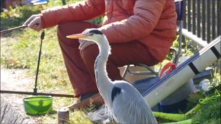 大泉緑地の鳥（２０１７年１１月２１日）