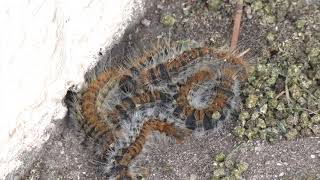 Pine processionary caterpillars again make their presence felt on Rock