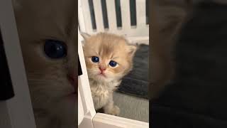 cute little kitten😘😘#shorts #cutebabycats #nicecat #subscribe