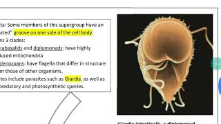 CH.28 - The origin and evolution of eukaryotes