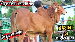 বর্ডার এলাকা থেকে ভালো মানের ব্রাহামা গরু কালেকশন করুন।#brahmancowpriceinbd