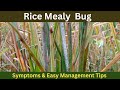 Rice Mealy Bug & Easy Management Tips.