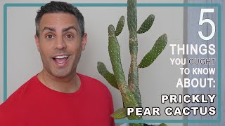 5 Things You Ought To Know About Your Prickly Pear Cactus (Opuntia Cacti). Care,