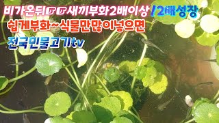 #열대어구피#부레옥잠#물배추#새끼부화#무환수