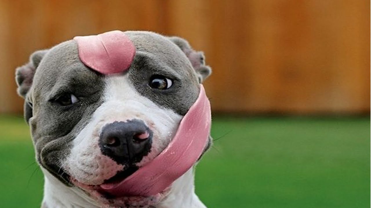 Cute Funny Dogs Compilation 2 2020 Youtube