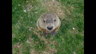 2021-4 Hand feeding woodchuck took much patience...for both of us