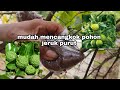 CARA MUDAH MENCANGKOK POHON JERUK PURUT