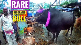 ধোলাইখাল হাট এর সাজানো গরু | Decorated Bull | Dholaikhal Gorur Haat | The Home Of Goru Lovers