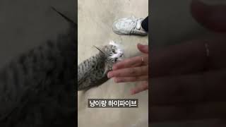 하이파이브 개인기 땅콩이랑 #고양이개인기