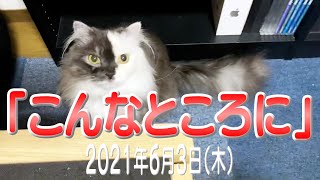 我が家の猫たち「こんなところに」2021年6月3日(木) \