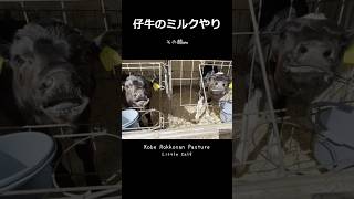 【Little Calf】ミルクちょーだい チュっチュするミルクBaby