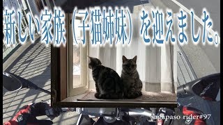 新しい家族(子猫）を迎えました。