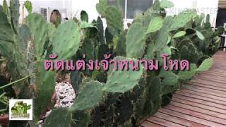 ตัดแต่งเจ้าหนามโหด | กระบองเพชร | MookCactus