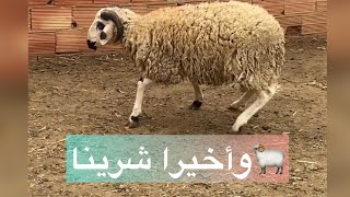 اخيرا شرينا الحولي (عيدكم مبارك سعيد)