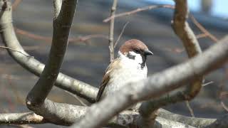 二子玉川野鳥図鑑　雀　スズメ　2020年2月13日