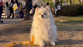 Cherry Blossom Pomeranian (People’s Funny Reactions to an Extremely Calm Puppy)