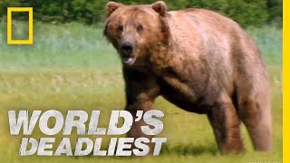 Grizzly Bear Attacks Prey | World's Deadliest