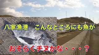 姫路の海でチヌ？発見！　八家港のここに魚がいる！