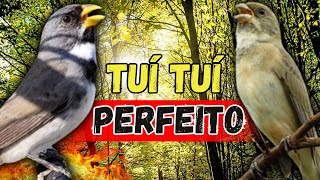 MELHOR CANTORIA DE COLEIRO TUI TUI PERFEITO PARA ENCARTE DE COLEIRO  TUI TUI E ESQUENTAR PAPA CAPIM