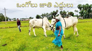 Ongole bulls || Dwaram Narayana Reddy || ఒంగోలు జాతి ఎద్దులు || Ongoleboy Telugu