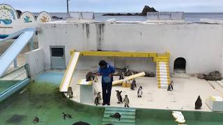 おたる水族館 ペンギンショー