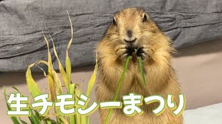 Prairie dogs love Timothy