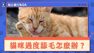 【貼心貓行為QA】貓咪過度舔毛怎麼辦