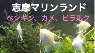 志摩マリンランドの生き物たち🐠