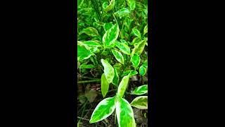 Satisfied Euphorbia tithymaloides 🌱 Plant #satisfied #ytshorts #euphorbia #oxalic