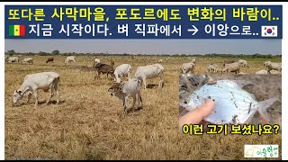 #220('22)_또다른 사막마을 포도르에도 변화의 바람이..(ft. 지금 시작이다. 벼 직파에서 이앙으로)